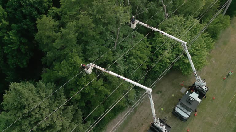 Best Root Management and Removal  in Denver, IA